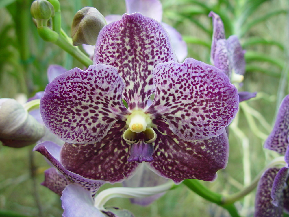 Orchideenzucht auf den Philippinen