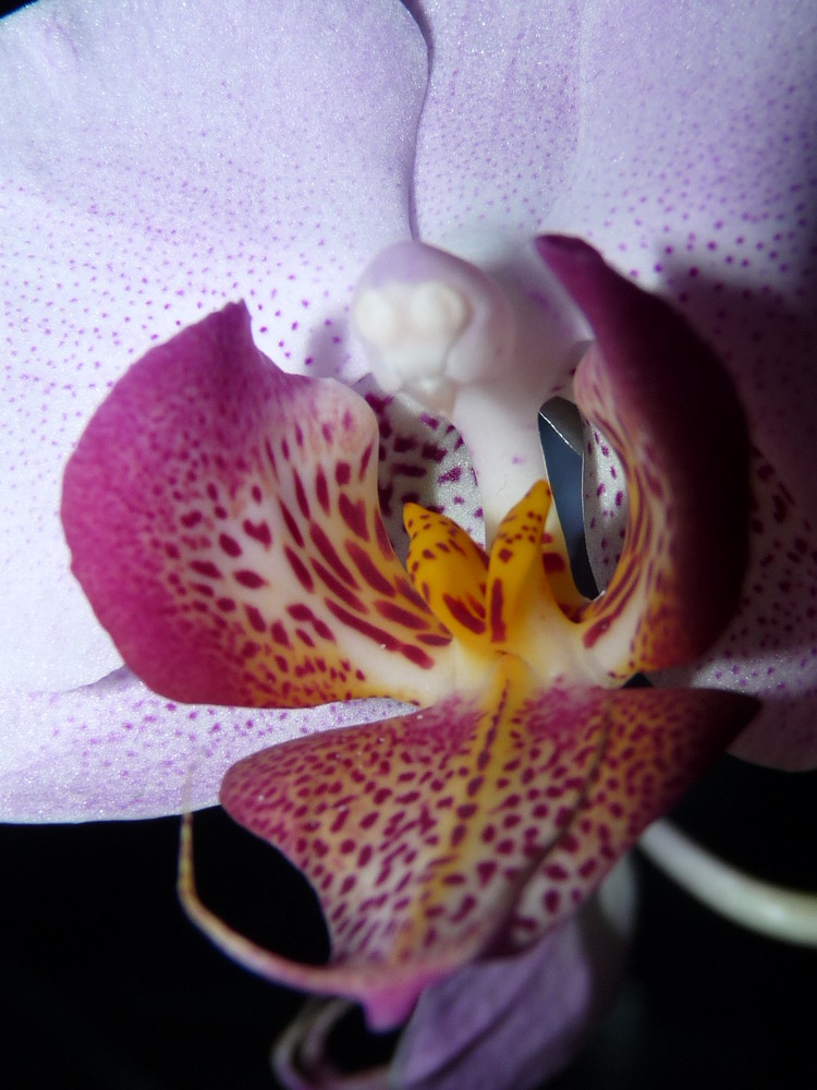 Orchideenzunge