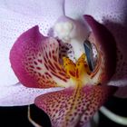 Orchideenzunge