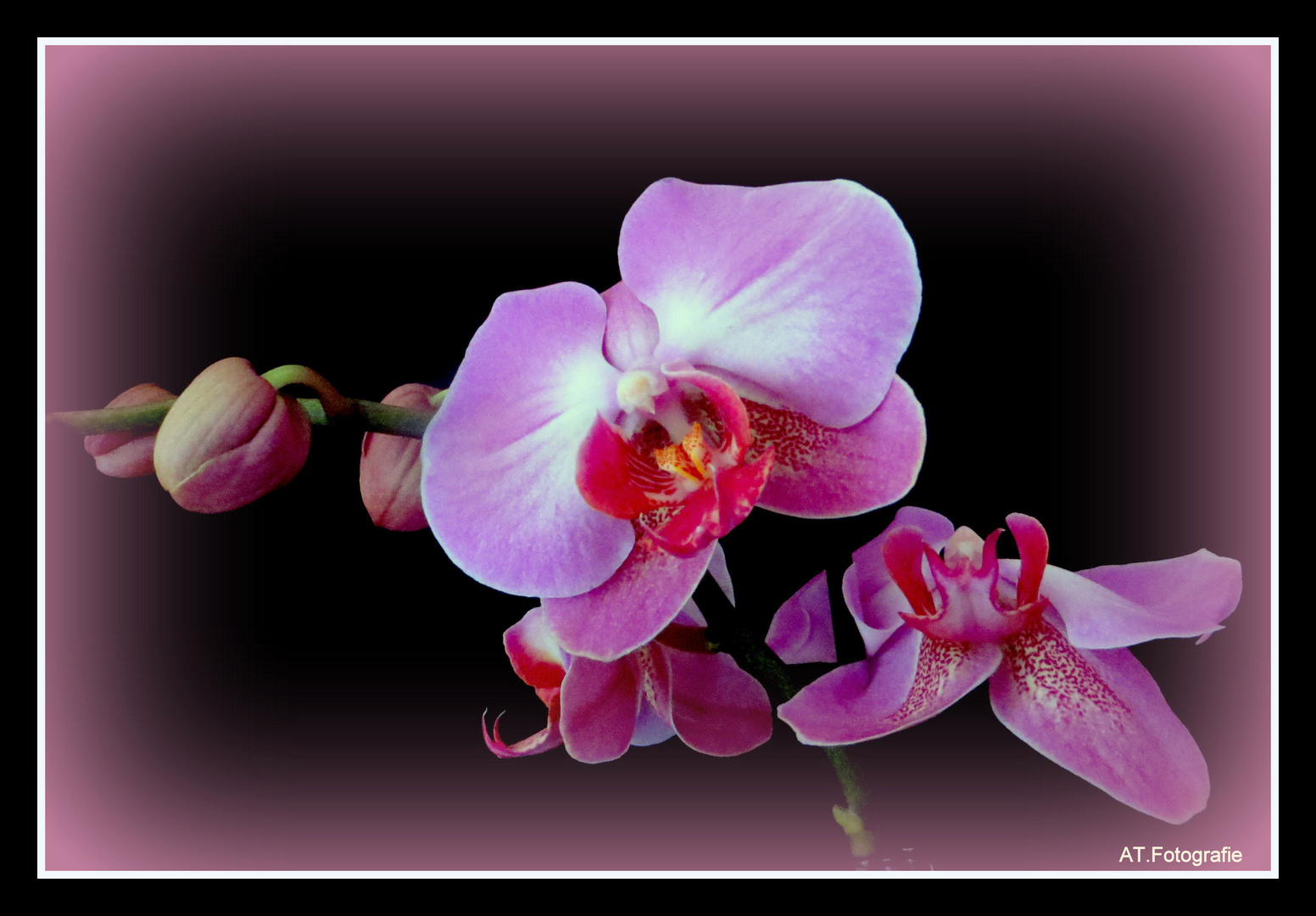 Orchideenzweig