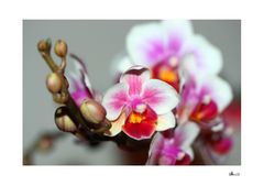 Orchideenzweig