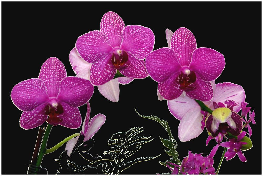 Orchideenzweig (BUGA-Koblenz)