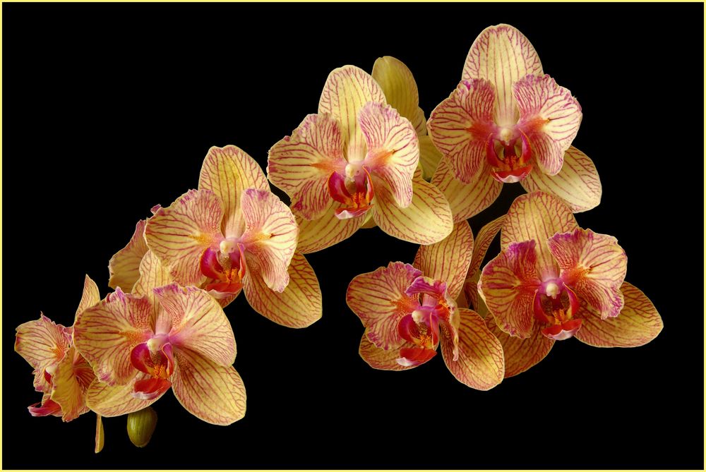 Orchideenzweig