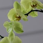 Orchideenzweig Zweig