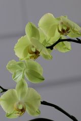 Orchideenzweig Zweig