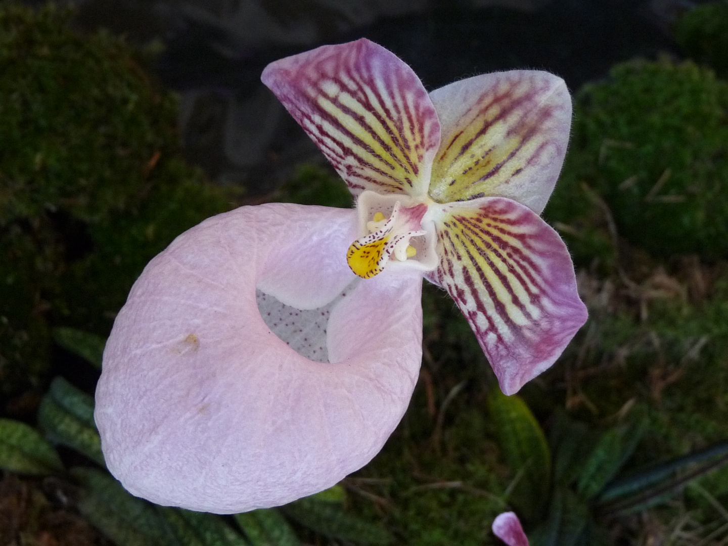 Orchidee(Paphiopedilum)