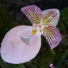 Orchidee(Paphiopedilum)