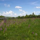 Orchideeparadies "Tote Täler" - Großwilsdorf/Unstrutal-Sachsen-Anhalt