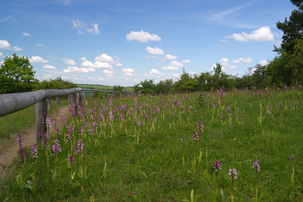 Orchideeparadies "Tote Täler" - Großwilsdorf/Unstrutal-Sachsen-Anhalt