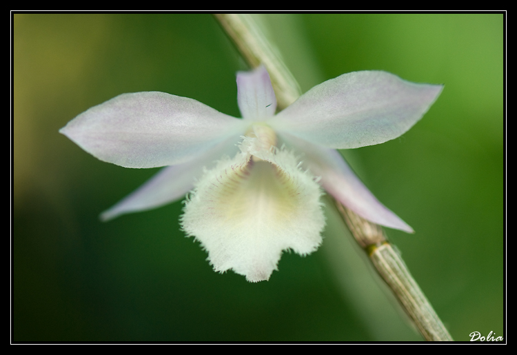 orchidées