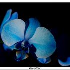 Orchidées 2