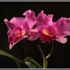 Orchidées