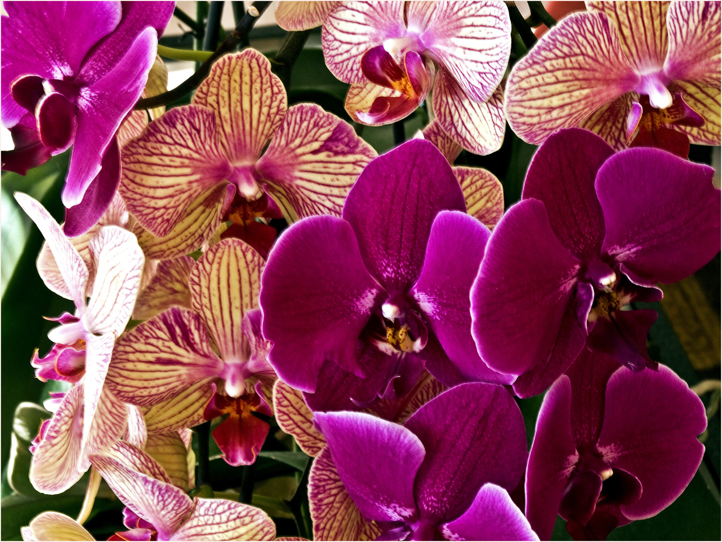  Orchidées