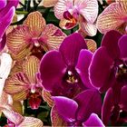  Orchidées