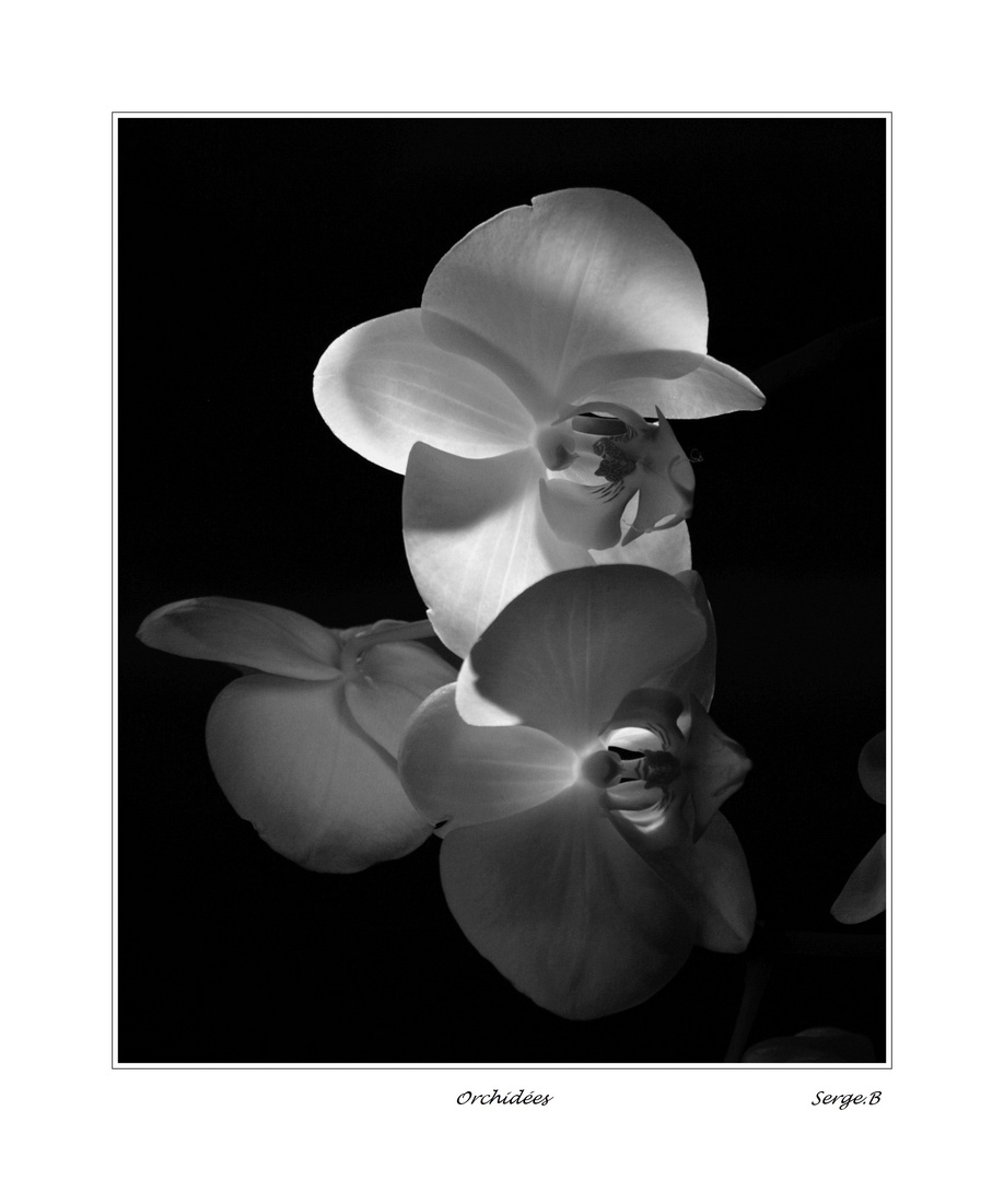 Orchidées