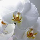 Orchidées