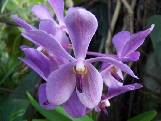 Orchidées