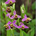 Orchidées abeille  --  Ophrys apifera