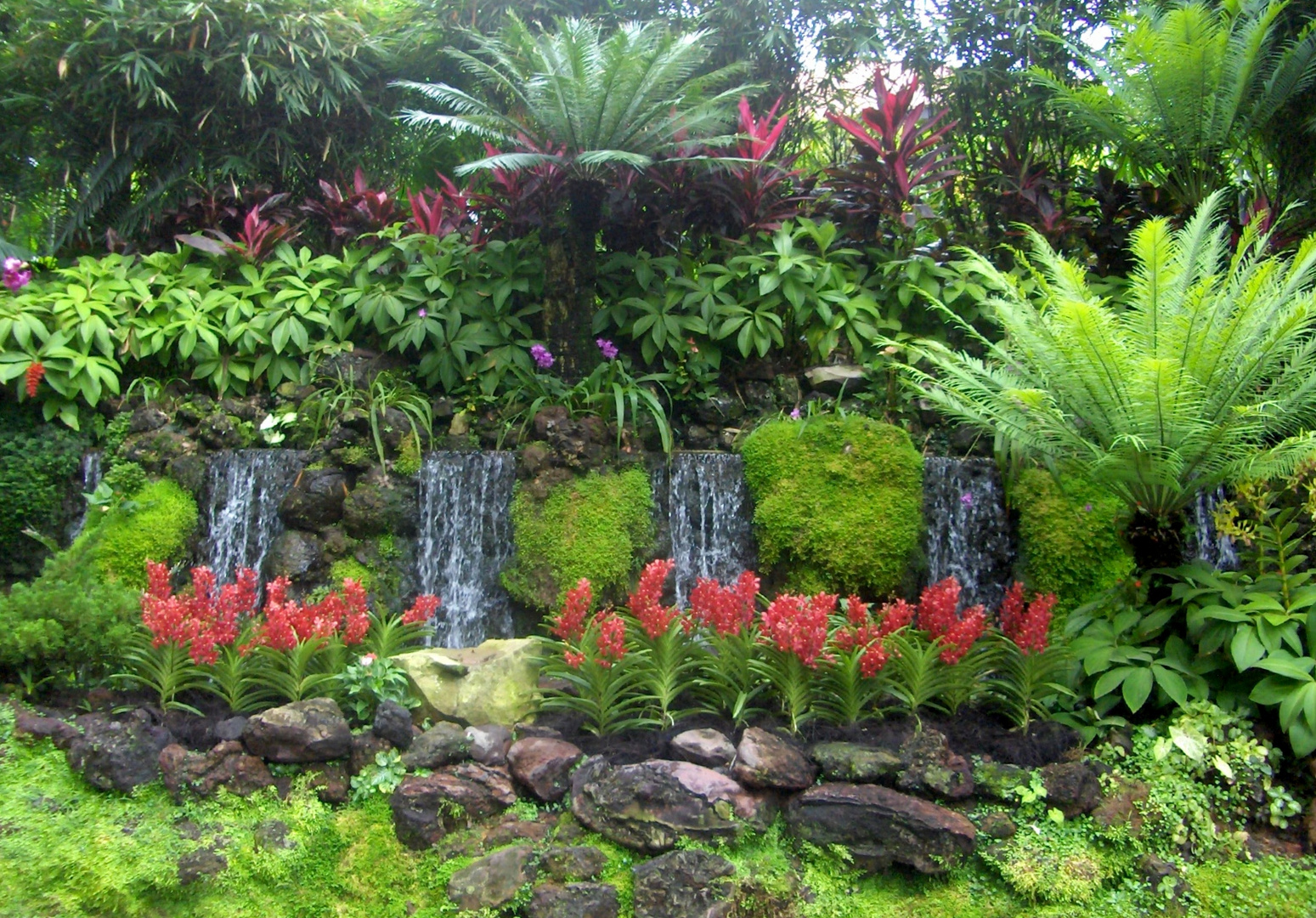 Orchidées au Botanic Garden de Singapour