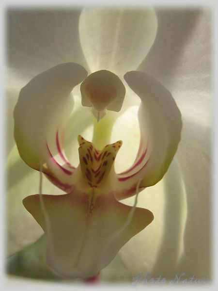 Orchidées blanches