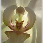 Orchidées blanches