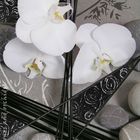 Orchidées blanches