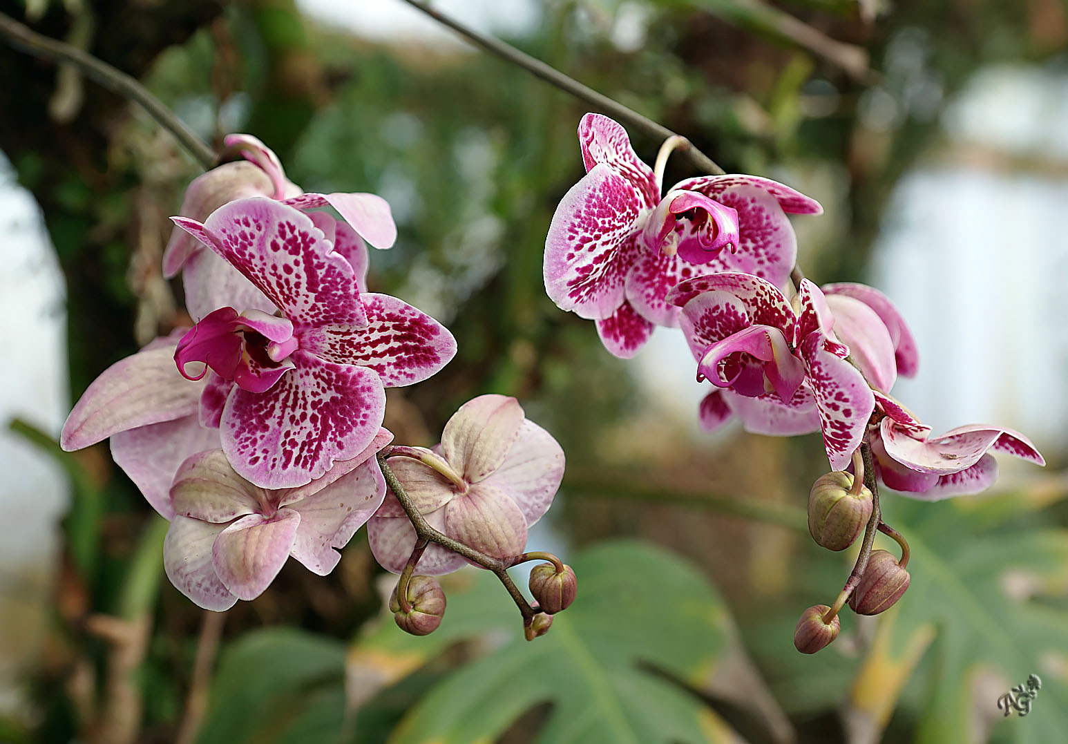 Orchidées dans la serre