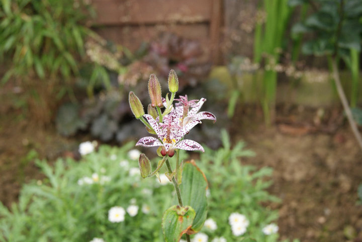 orchidées de jardin