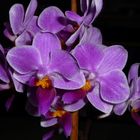 Orchidées