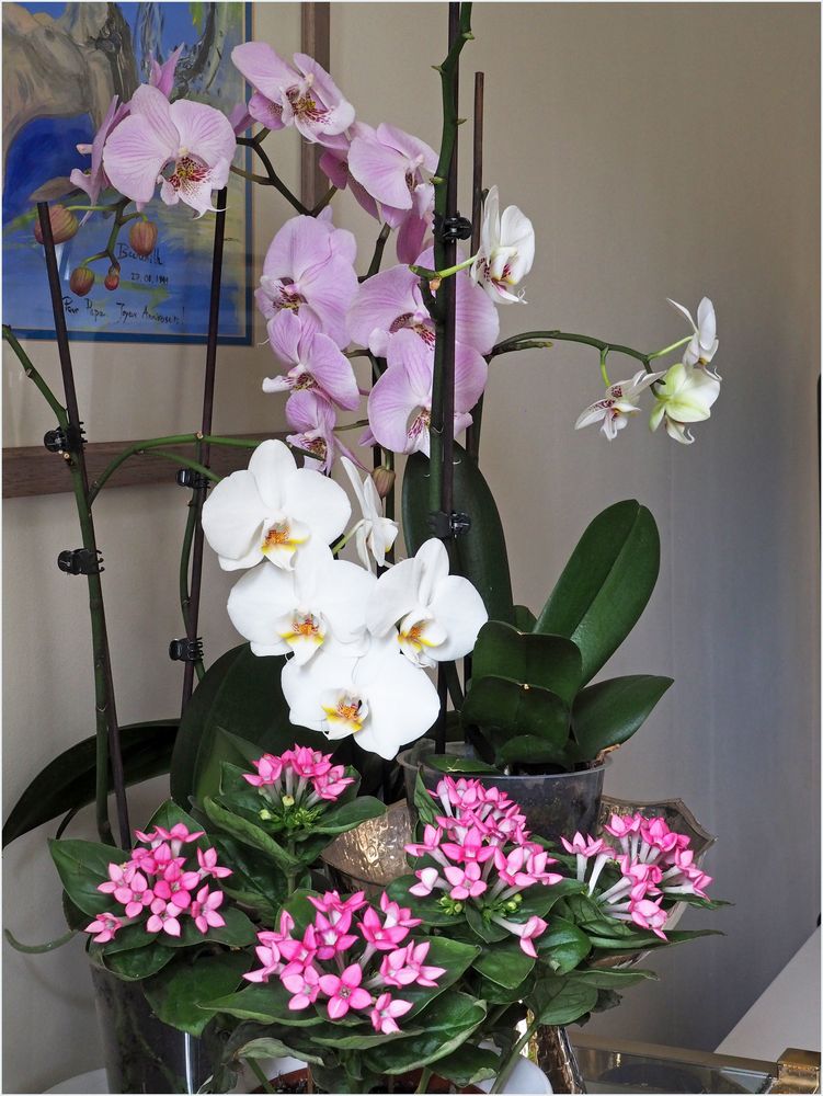 Orchidées et bouvardia