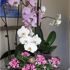 Orchidées et bouvardia