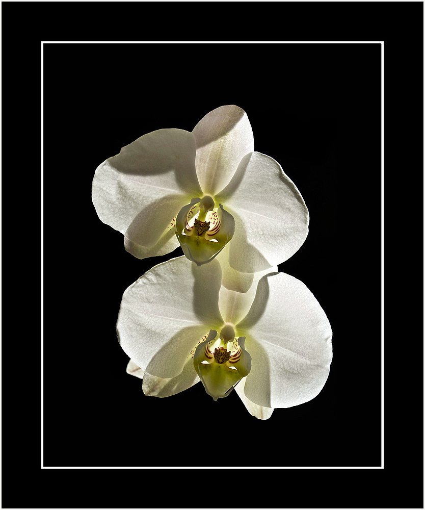Orchidées et papillombres -- Orchideen und Schmetterlingsschatten