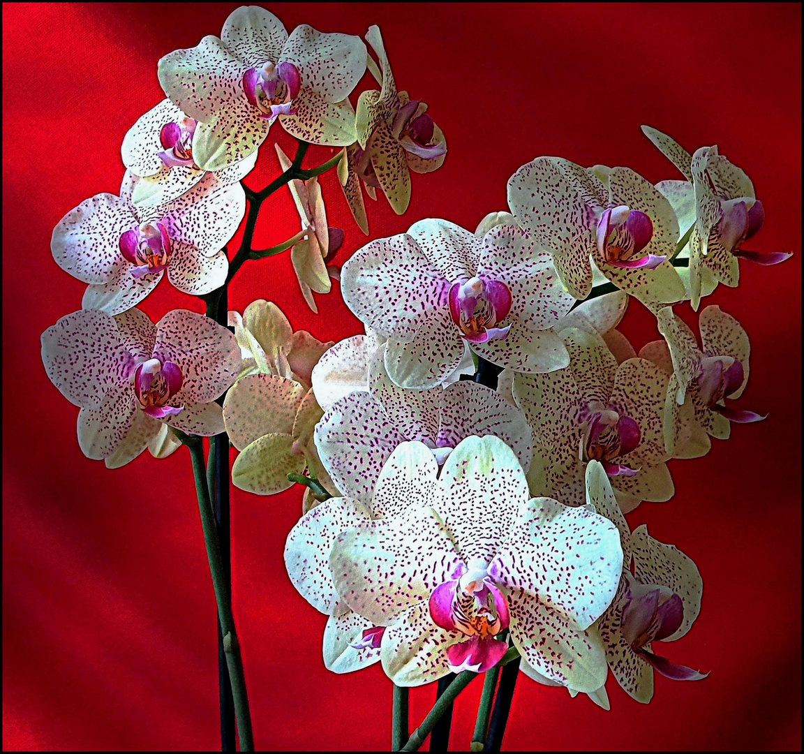 Orchidées