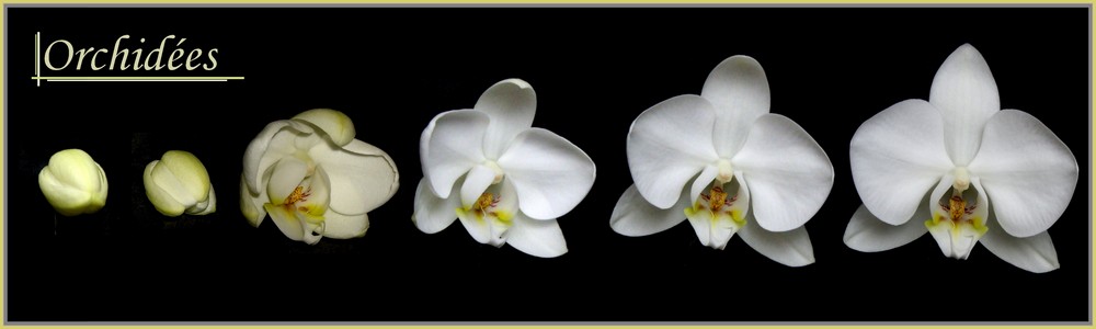 Orchidées