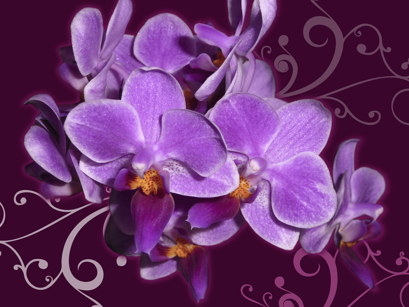 Orchidées mauves