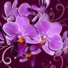 Orchidées mauves