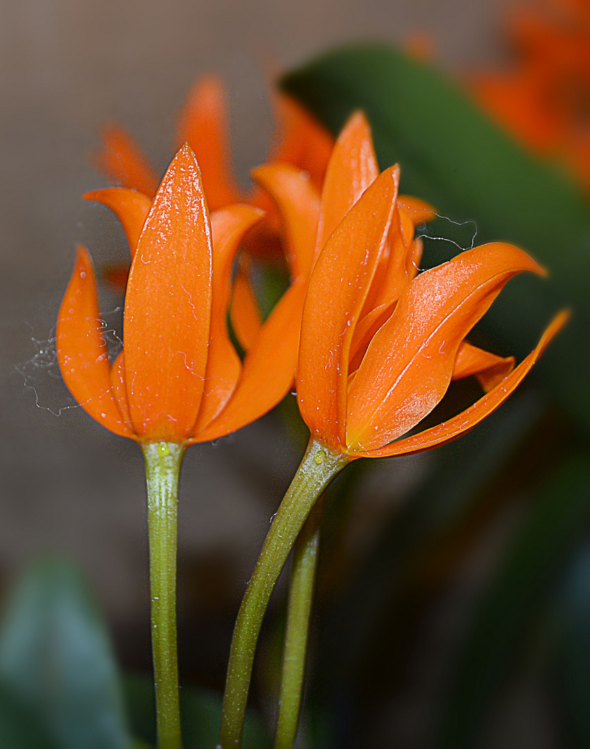 "Orchidées orange"