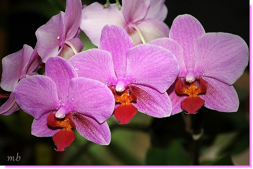 orchidées phalaenopsis