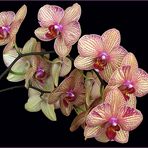 Orchidées Phalaenopsis - Phalaenopsis Orchideen