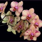 Orchidées Phalaenopsis - Phalaenopsis Orchideen