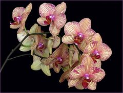 Orchidées Phalaenopsis - Phalaenopsis Orchideen
