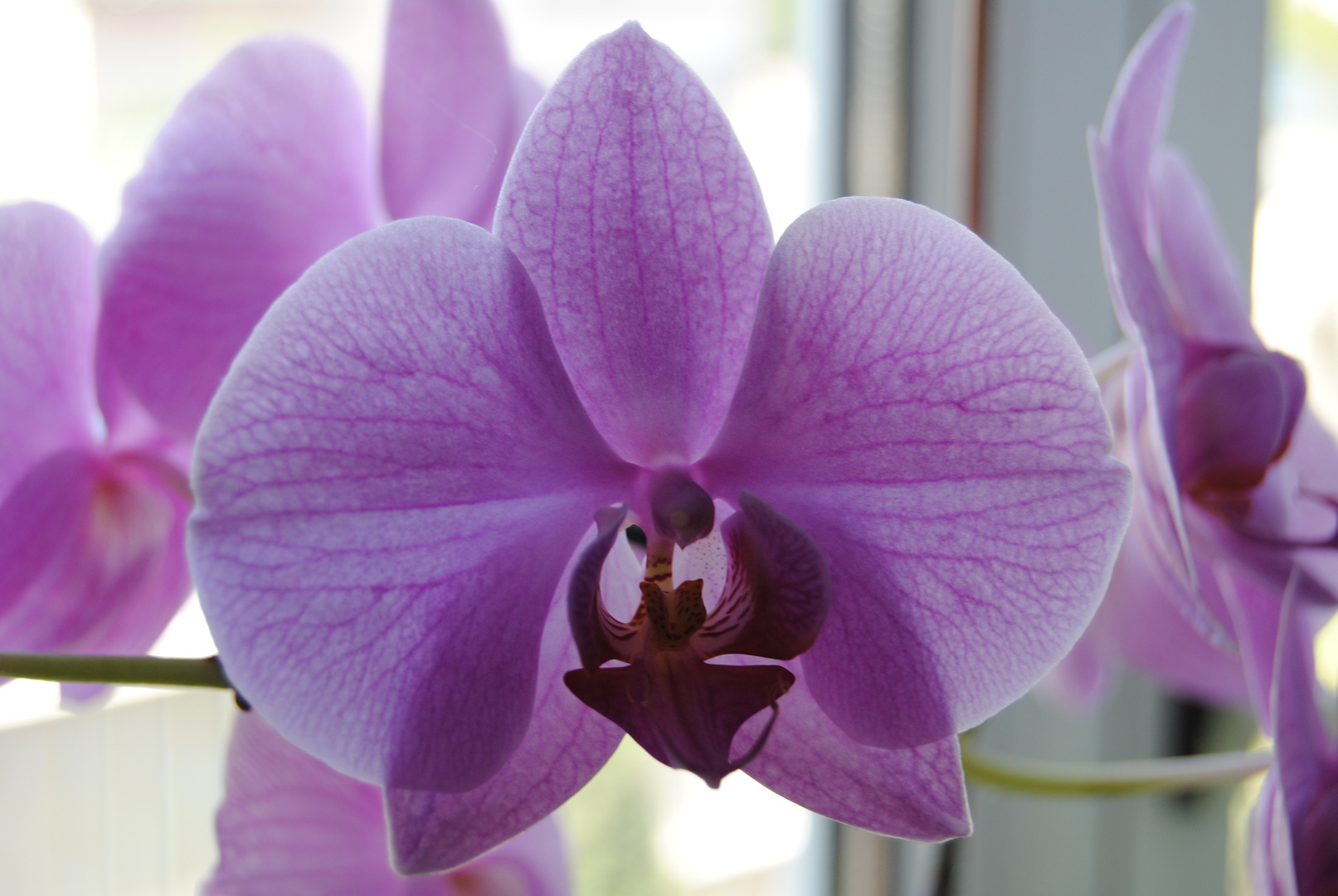 Orchidées phalenopsis