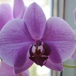 Orchidées phalenopsis