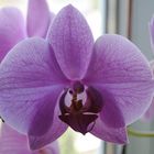 Orchidées phalenopsis