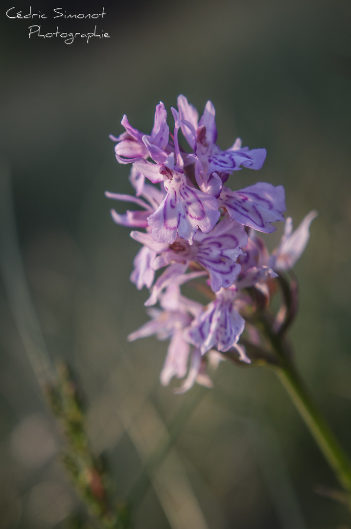 orchidées sauvage