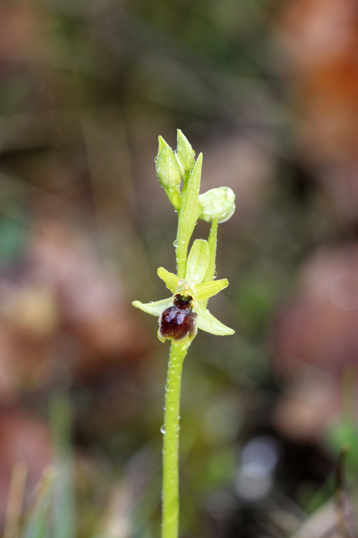 orchidées sauvages