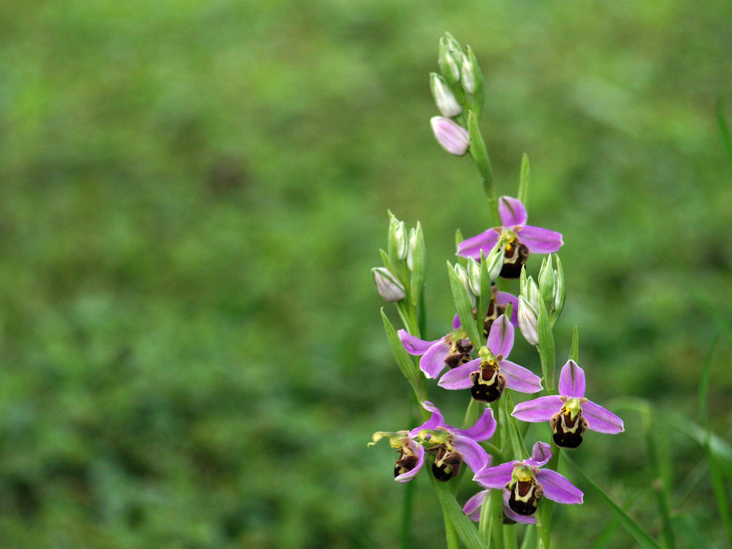Orchidées sauvages dans le jardin 1 - Wilde Orchideen im Garten 1