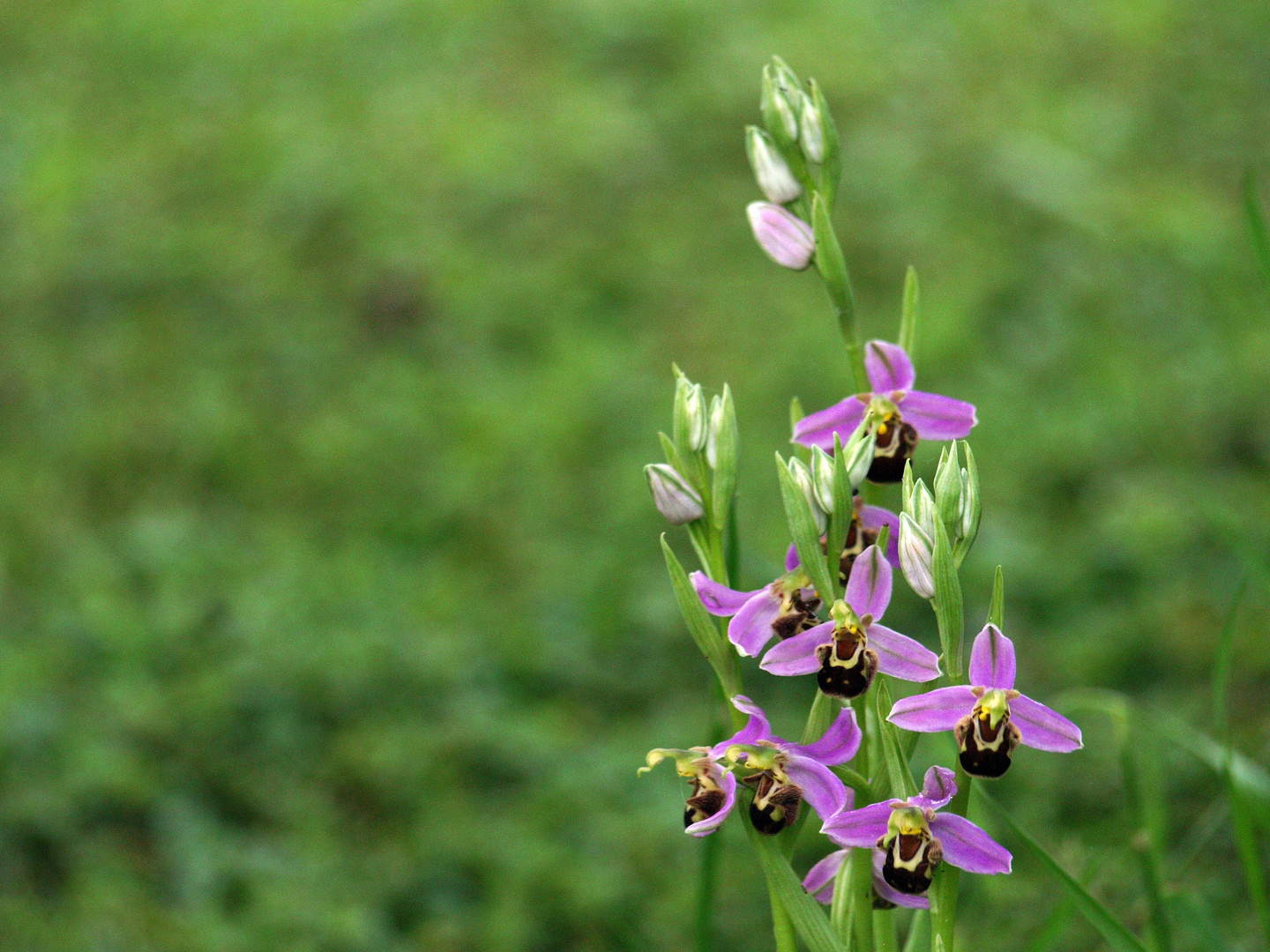 Orchidées sauvages dans le jardin 1 Wilde Orchideen im Garten 1 photo