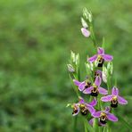 Orchidées sauvages dans le jardin 1 - Wilde Orchideen im Garten 1