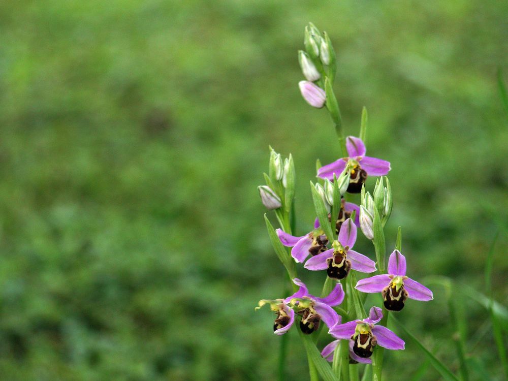 Orchidées sauvages dans le jardin 1 - Wilde Orchideen im Garten 1